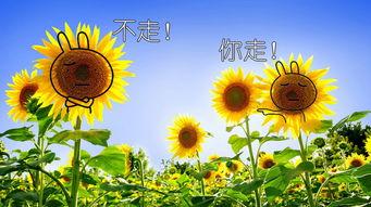 向日葵大队最新爆料,揭秘神秘事件背后的真相